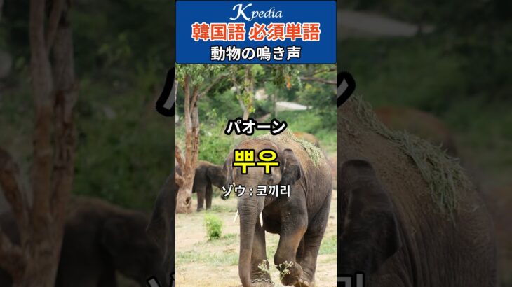 韓国語で「ワンワン」「ピヨピヨ」「ミーンミーン」など動物の鳴き声 #韓国語単語 #韓国語勉強 #shorts