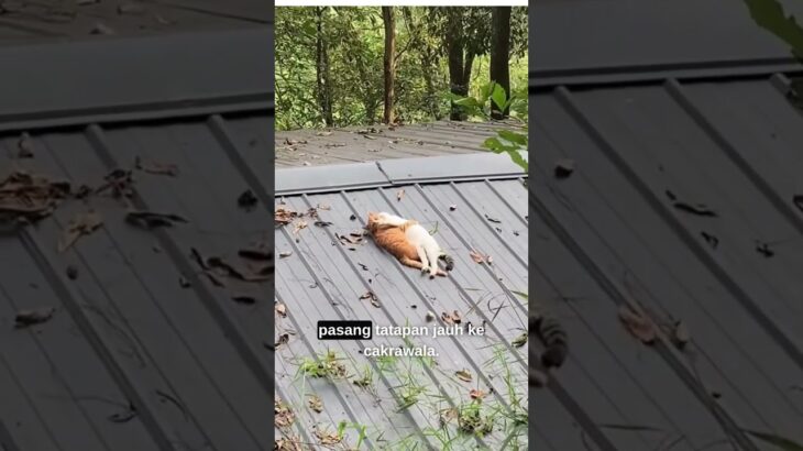 Adegan DRAKOR!? Scene ini berhak dapet OST sendiri 😭💘🐱 #cutecat #cat #kucing #animalshorts #animals