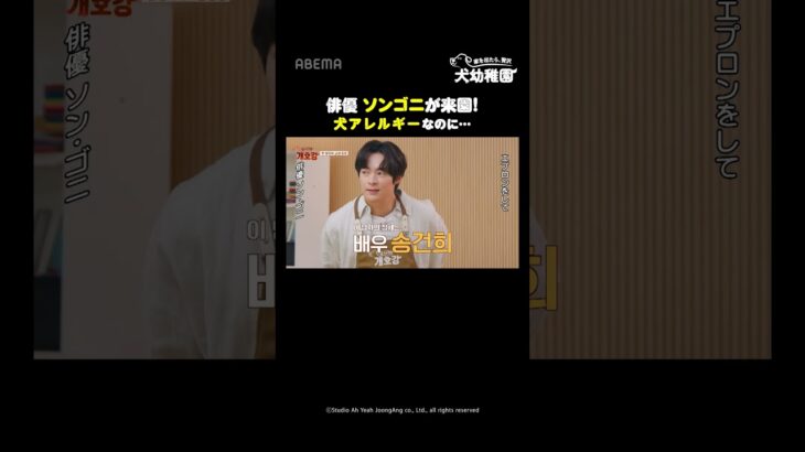 話題の人気若手俳優ソンゴ二🐶犬アレルギーなのにわんちゃん飼っていた…？👀終始可愛いわんちゃんたちをぜひご覧ください✨ #犬幼稚園 #개호강 #ソンゴニ #송건희  #shorts